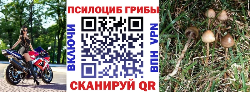 Псилоцибиновые грибы Cubensis  Теберда 